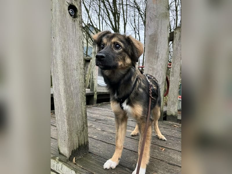 Daisy, aufgeweckt und lebensfroh