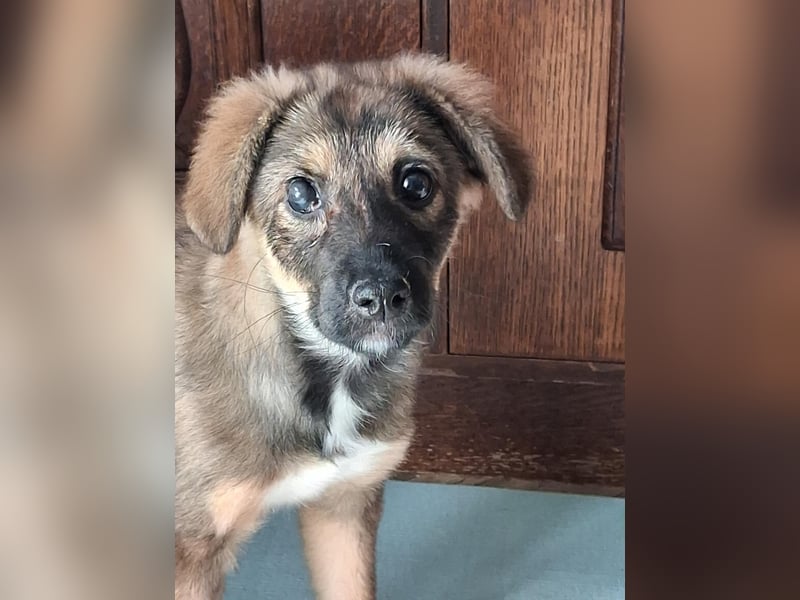 Daisy, aufgeweckt und lebensfroh