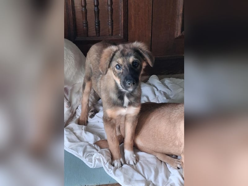 Daisy, aufgeweckt und lebensfroh