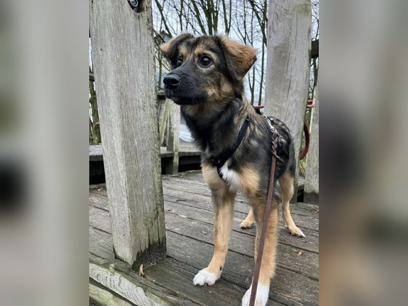 Daisy, aufgeweckt und lebensfroh