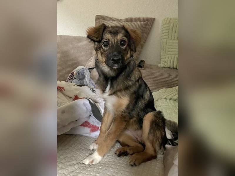 Daisy, aufgeweckt und lebensfroh