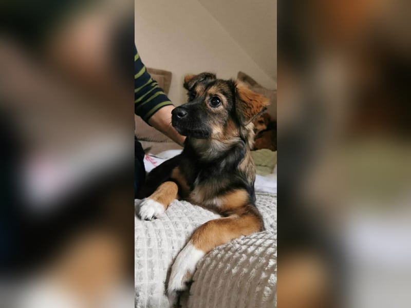 Daisy, aufgeweckt und lebensfroh