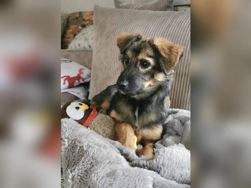 Daisy, aufgeweckt und lebensfroh