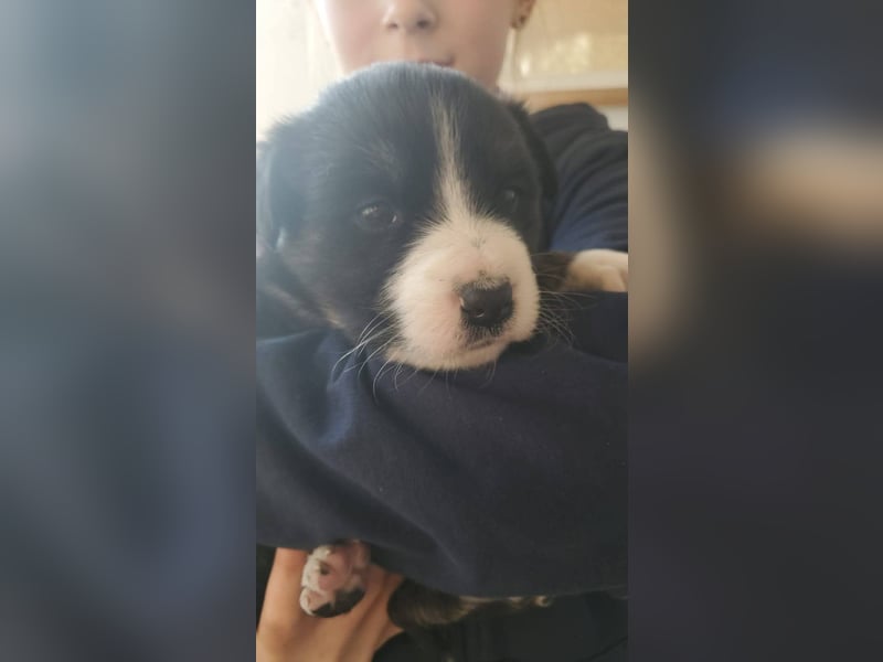 Hübsche Mischlingswelpen