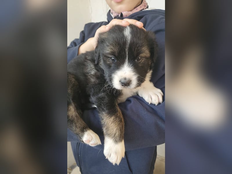 Hübsche Mischlingswelpen