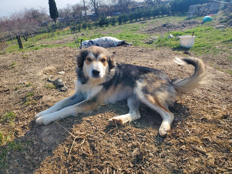 Mali, hübsche Colli Mischlingshündin