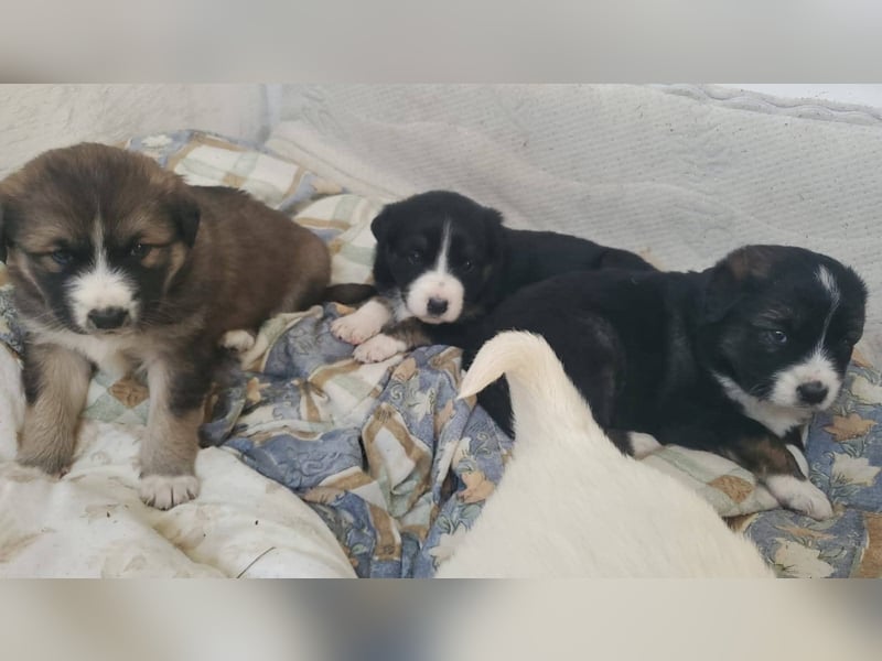 Hübsche Mischlingswelpen