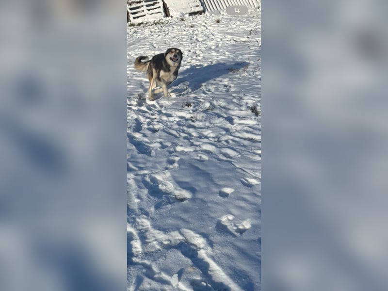 Mali, hübsche Mischlingshündin