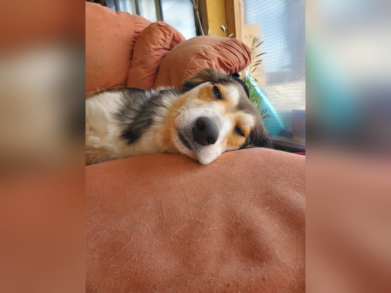 Mali, hübsche Colli Mischlingshündin