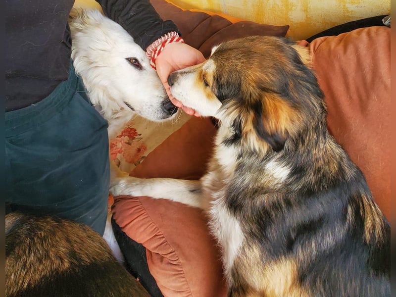 Mali, hübsche Colli Mischlingshündin