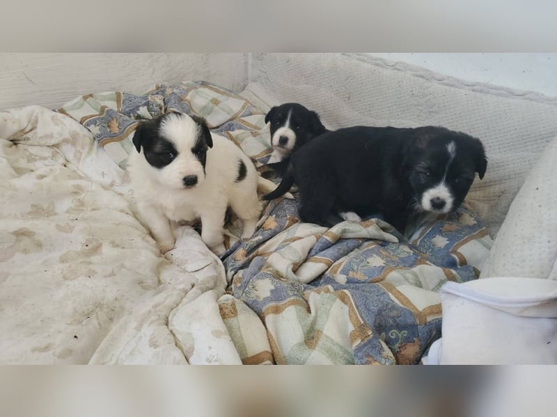 Hübsche Mischlingswelpen