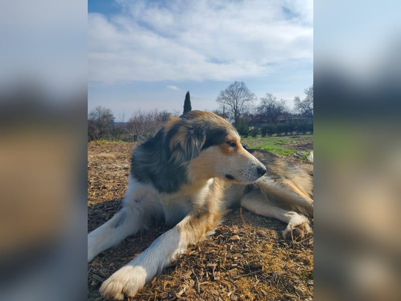 Mali, hübsche Colli Mischlingshündin