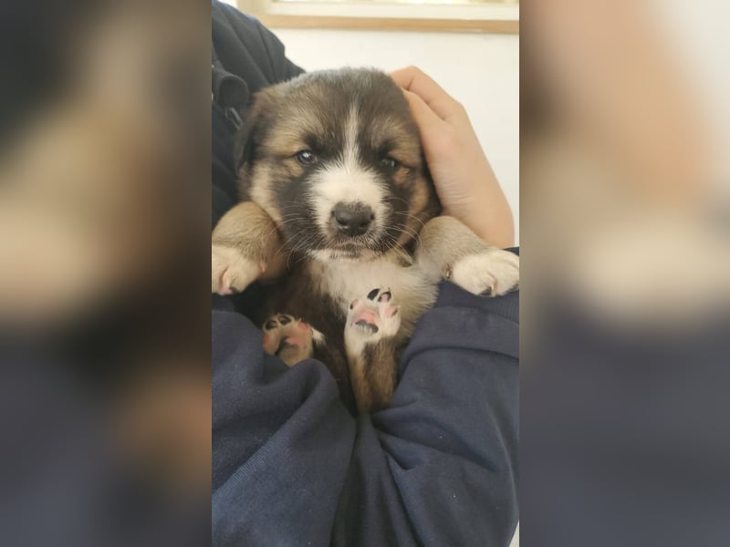 Hübsche Mischlingswelpen