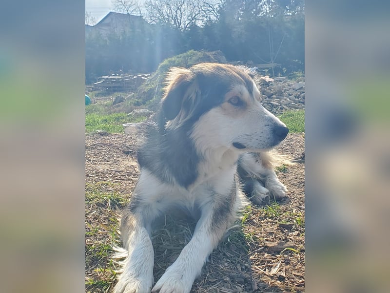 Mali, hübsche Colli Mischlingshündin