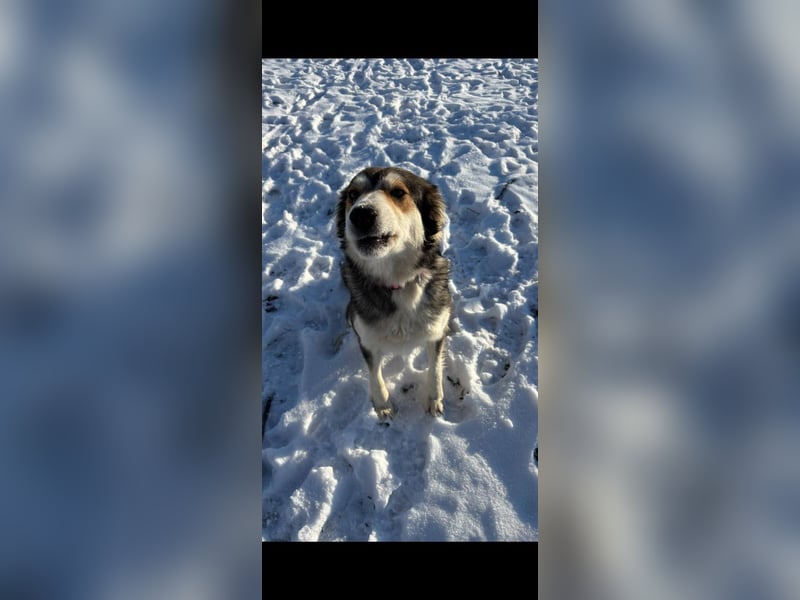 Mali, hübsche Mischlingshündin