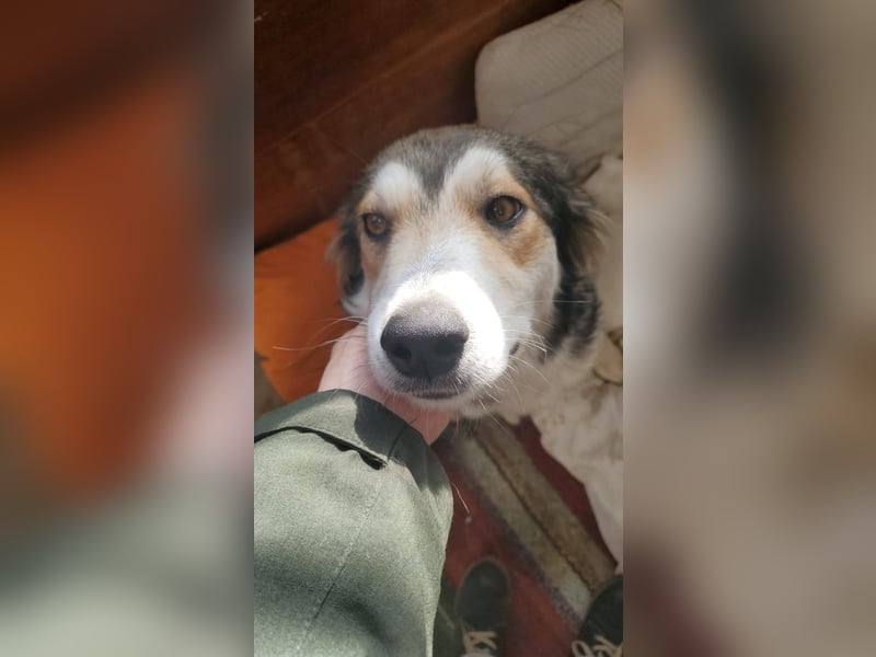 Hübsche Mischlingswelpen