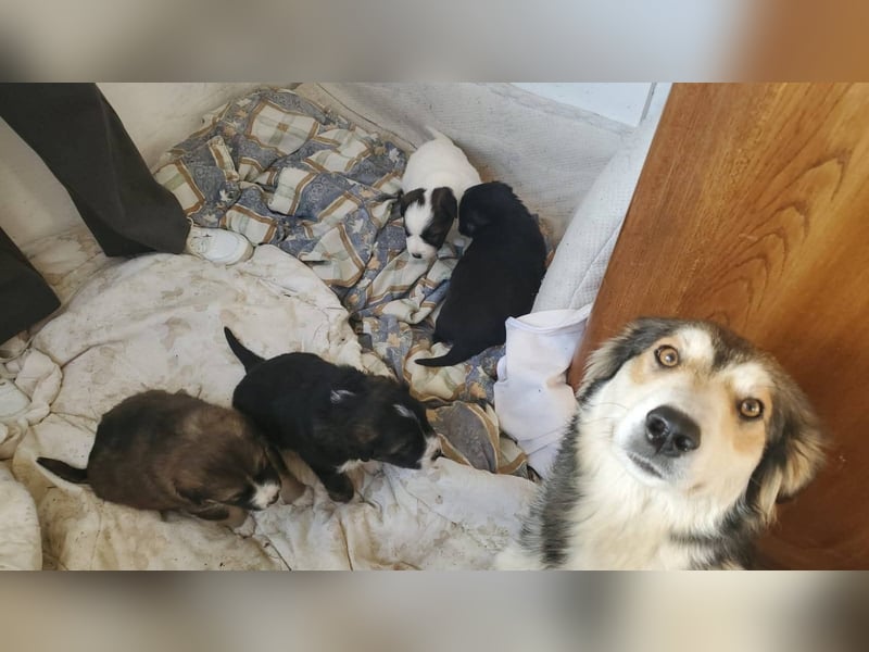 Hübsche Mischlingswelpen