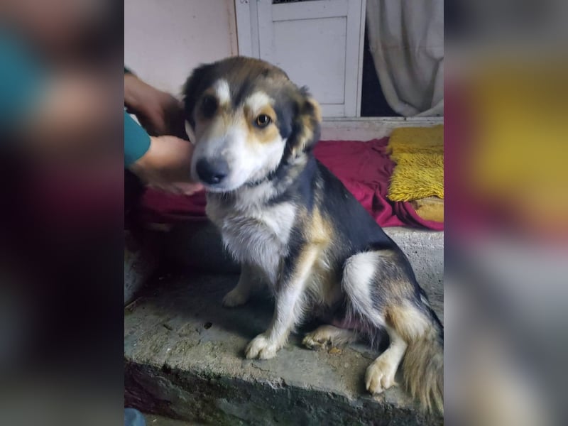 Mali, hübsche Mischlingshündin