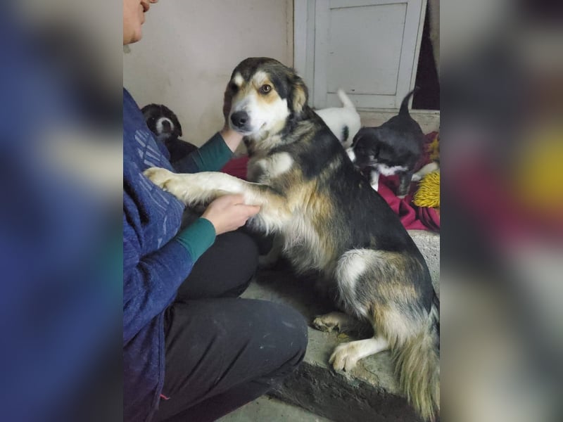 Mali, hübsche Mischlingshündin