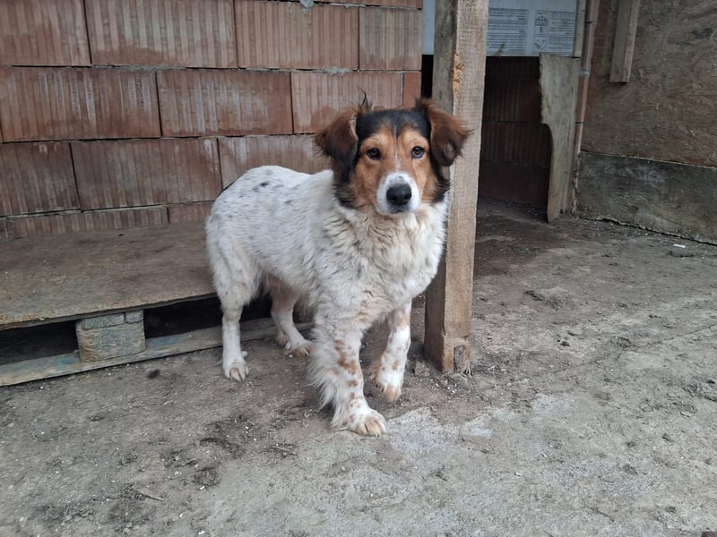 Pedro sucht Hundeflüsterer