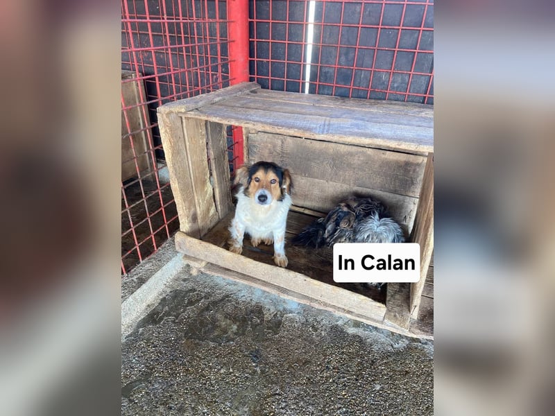 Pedro sucht Hundeflüsterer