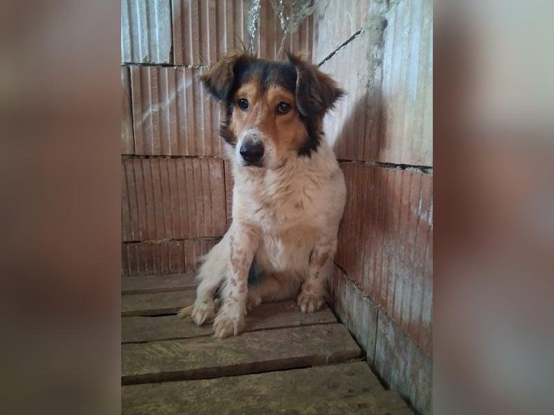 Pedro sucht Hundeflüsterer