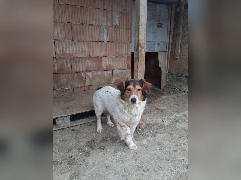 Pedro sucht Hundeflüsterer