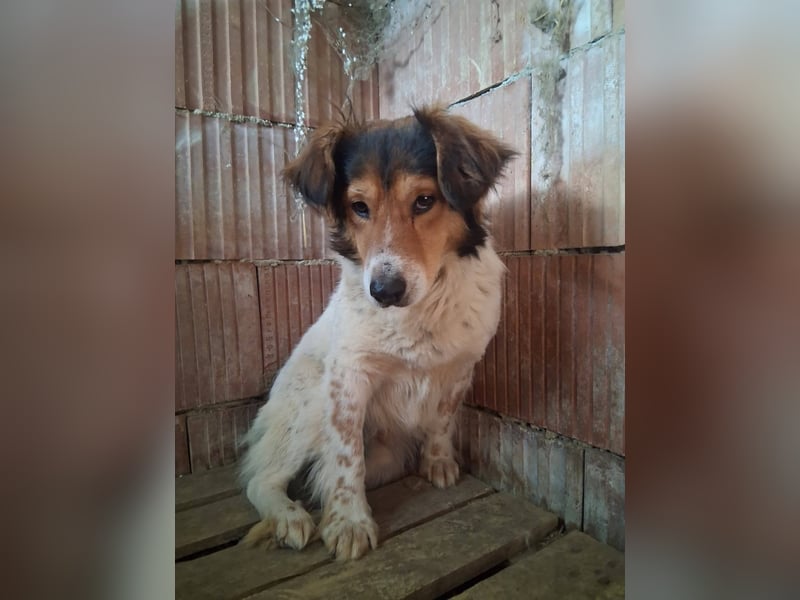 Pedro sucht Hundeflüsterer