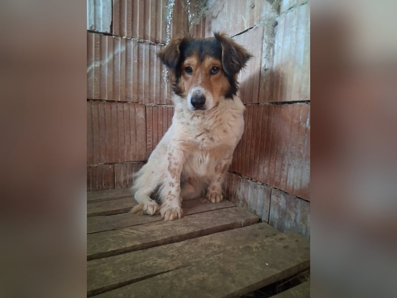 Pedro sucht Hundeflüsterer