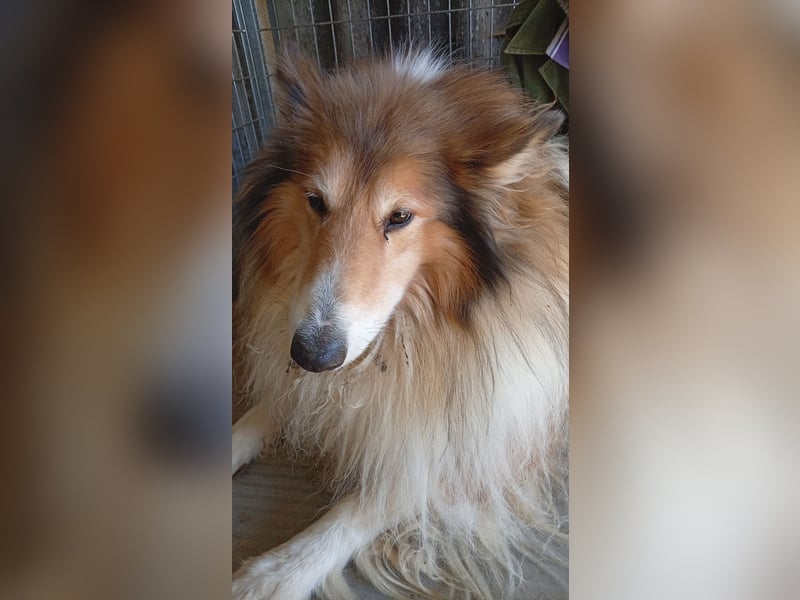 Cezar-PP – Ein eleganter Collie-Charmeur sucht sein „Für immer Zuhause“ ✨
