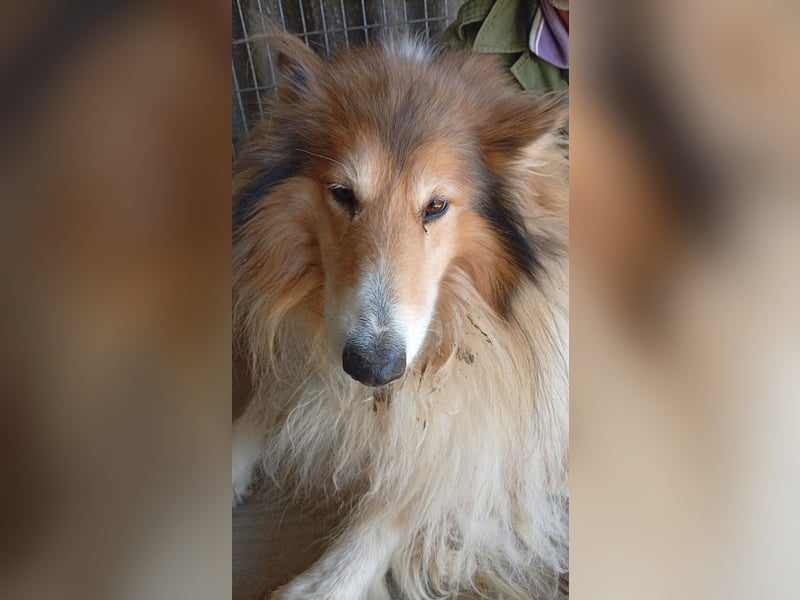 Cezar-PP – Ein eleganter Collie-Charmeur sucht sein „Für immer Zuhause“ ✨