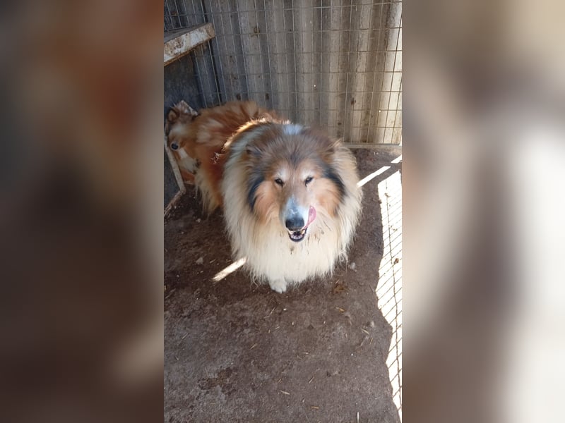 Cezar-PP – Ein eleganter Collie-Charmeur sucht sein „Für immer Zuhause“ ✨