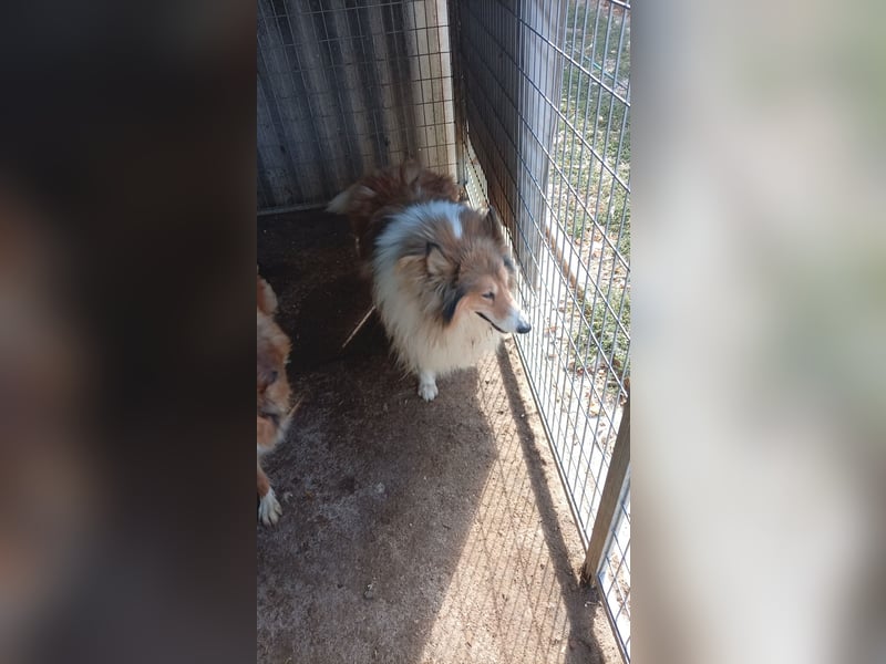 Cezar-PP – Ein eleganter Collie-Charmeur sucht sein „Für immer Zuhause“ ✨
