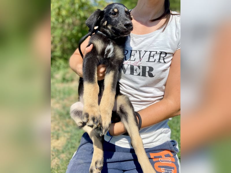 Vier niedliche Schäfi Mix Schwesterchen, 3Mon., Familienhunde