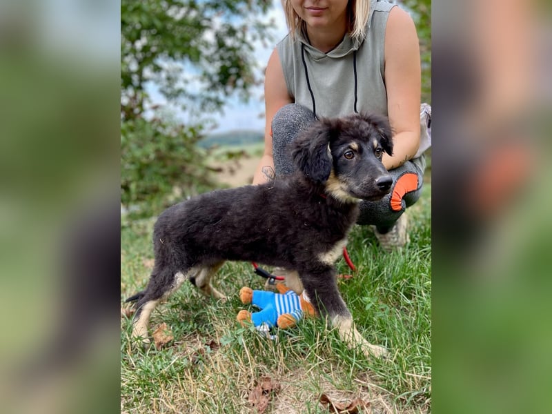 Vier niedliche Schäfi Mix Schwesterchen, 3Mon., Familienhunde