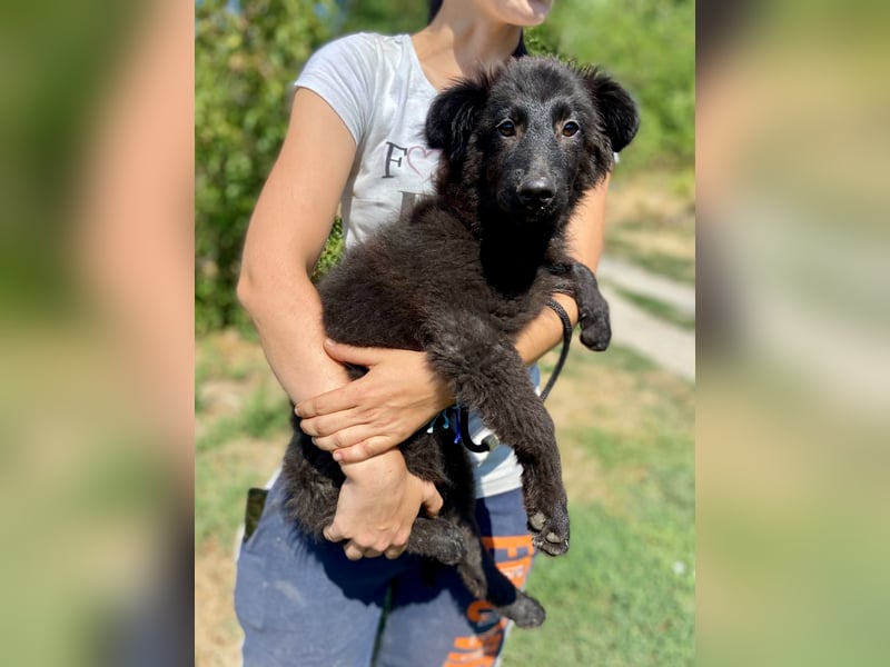 Vier niedliche Schäfi Mix Schwesterchen, 3Mon., Familienhunde