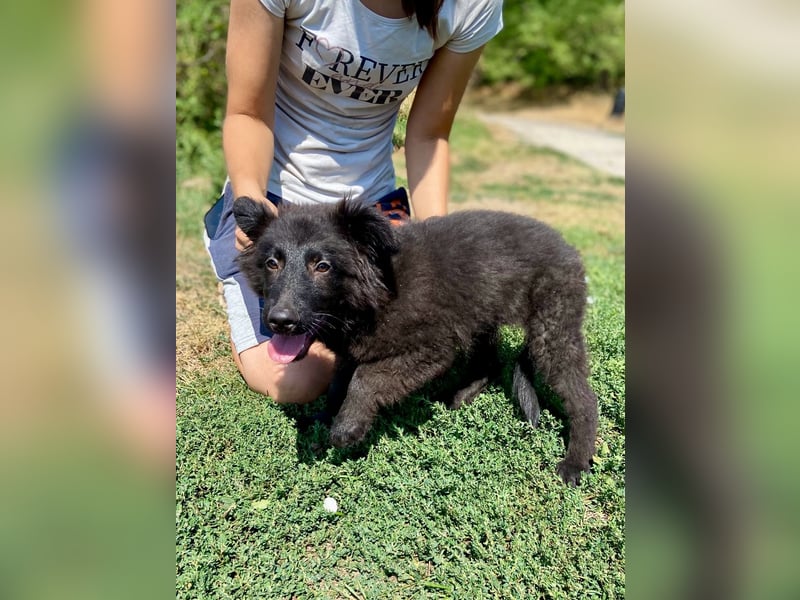 Vier niedliche Schäfi Mix Schwesterchen, 3Mon., Familienhunde
