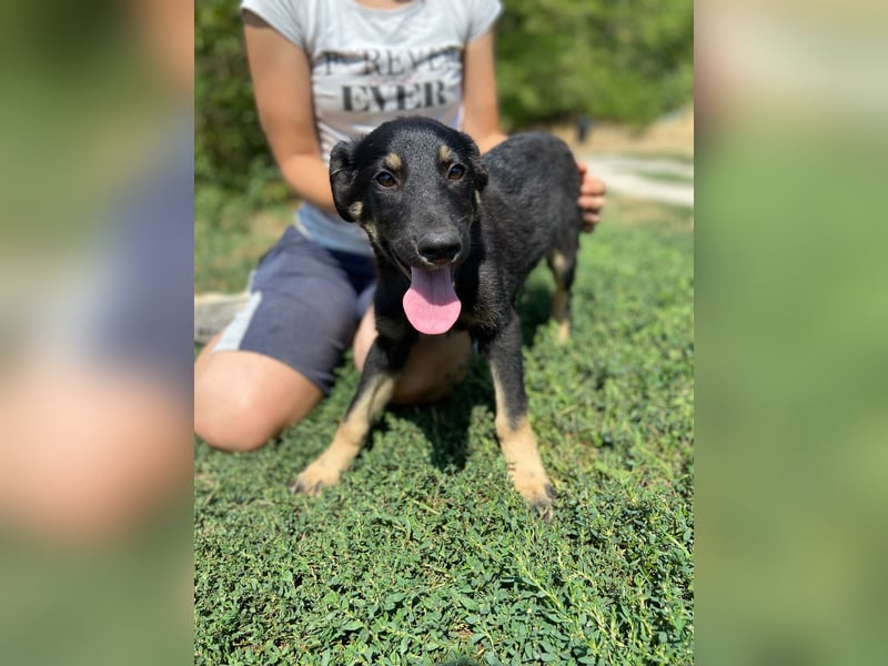 Vier niedliche Schäfi Mix Schwesterchen, 3Mon., Familienhunde