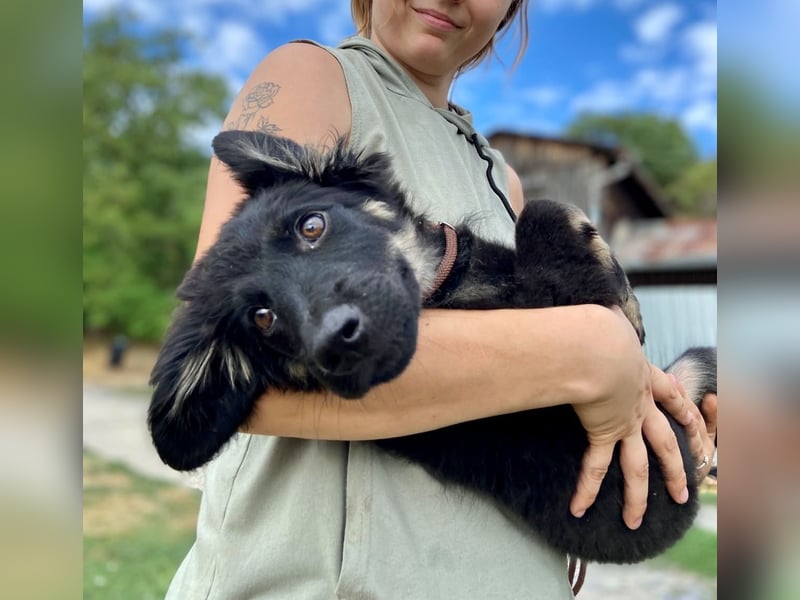 Vier niedliche Schäfi Mix Schwesterchen, 3Mon., Familienhunde