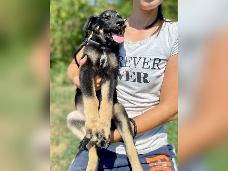 Vier niedliche Schäfi Mix Schwesterchen, 3Mon., Familienhunde