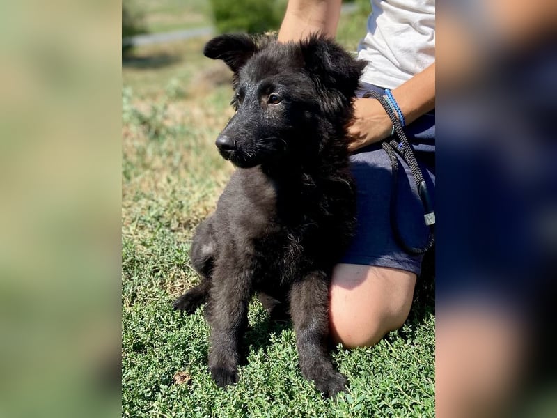 Vier niedliche Schäfi Mix Schwesterchen, 3Mon., Familienhunde