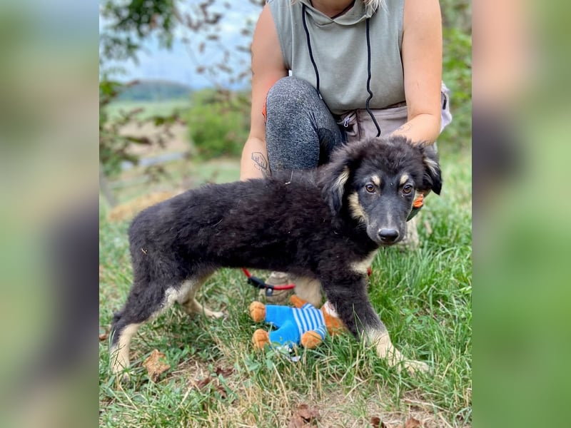 Vier niedliche Schäfi Mix Schwesterchen, 3Mon., Familienhunde