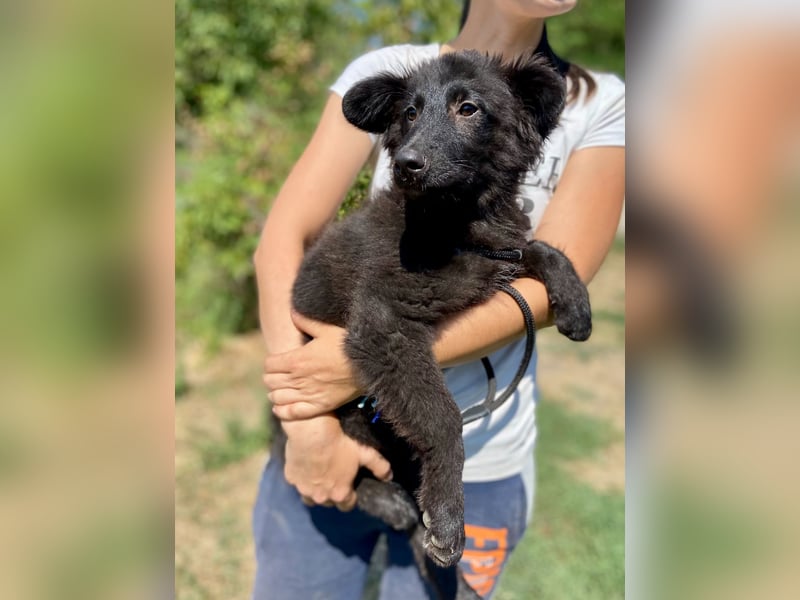 Vier niedliche Schäfi Mix Schwesterchen, 3Mon., Familienhunde