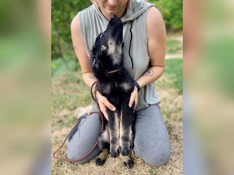 Vier niedliche Schäfi Mix Schwesterchen, 3Mon., Familienhunde