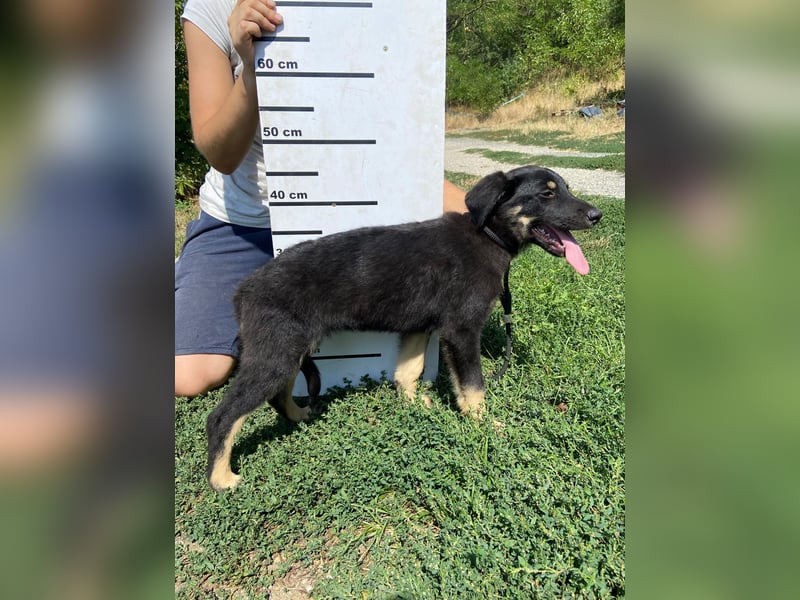 Vier niedliche Schäfi Mix Schwesterchen, 3Mon., Familienhunde