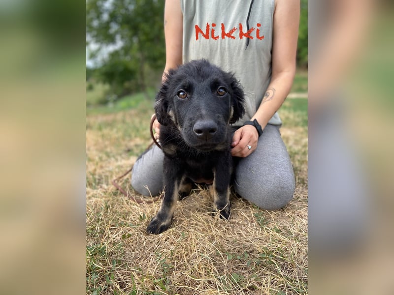 Vier niedliche Schäfi Mix Schwesterchen, 3Mon., Familienhunde