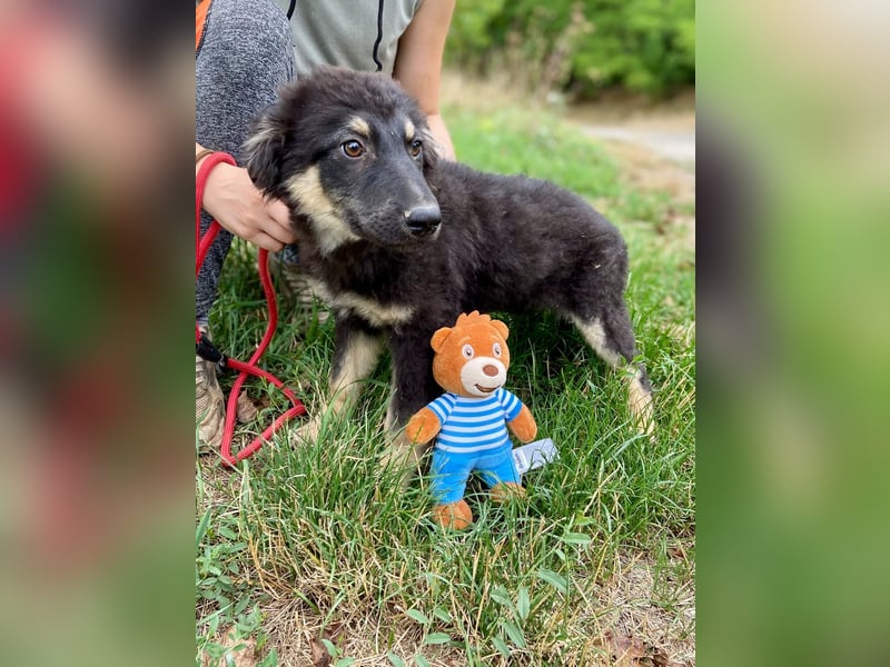 Vier niedliche Schäfi Mix Schwesterchen, 3Mon., Familienhunde