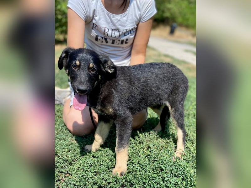 Vier niedliche Schäfi Mix Schwesterchen, 3Mon., Familienhunde