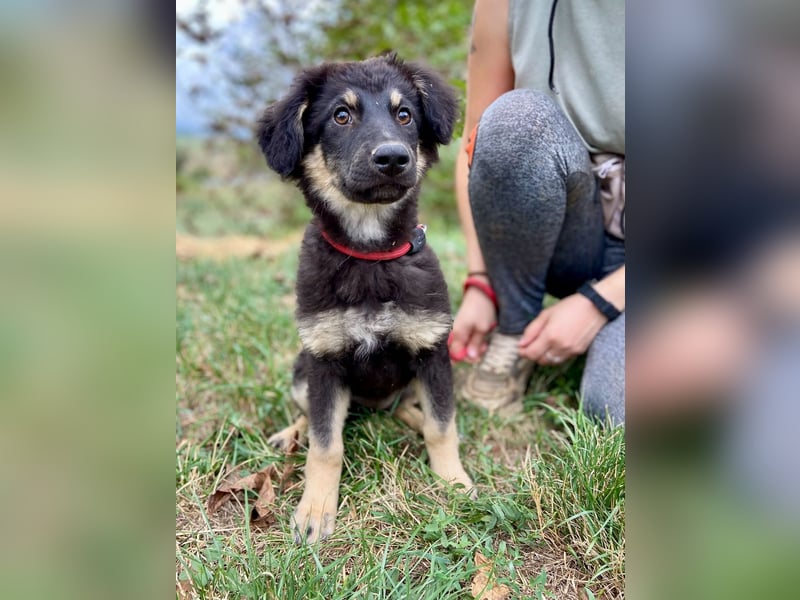 Vier niedliche Schäfi Mix Schwesterchen, 3Mon., Familienhunde