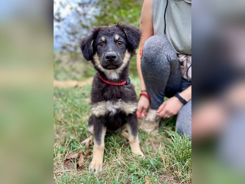 Vier niedliche Schäfi Mix Schwesterchen, 3Mon., Familienhunde